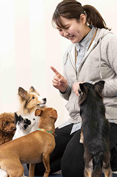 犬のしつけ教室・幼稚園
