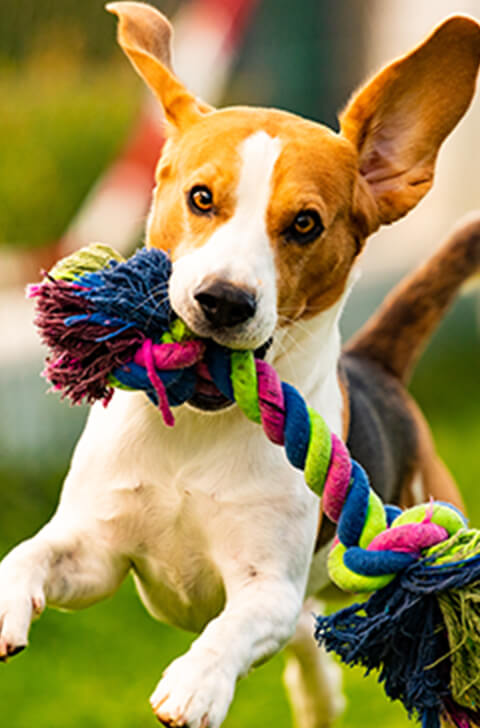 動物関連企業