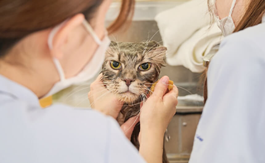 猫美容実習