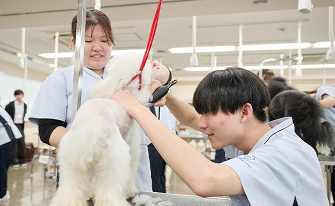 愛犬美容専攻