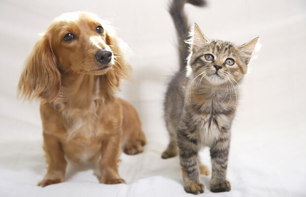 犬と猫の歴史