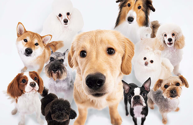 魅力的な犬の種類