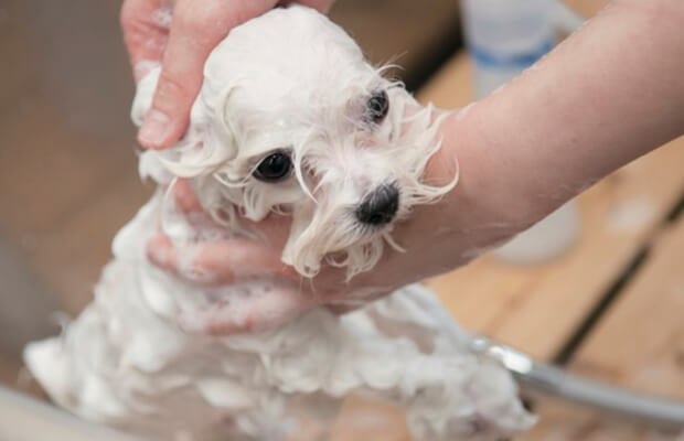 シャンプー・ブロー＆ベーシック体験