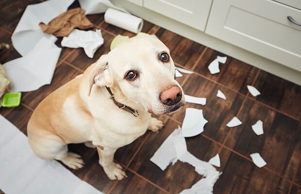 問題行動について