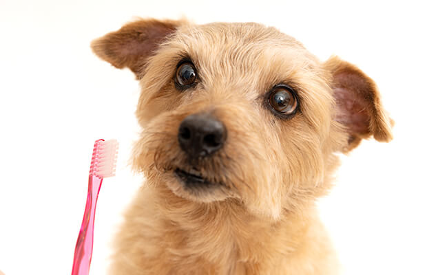 歯磨きってどうやるの？