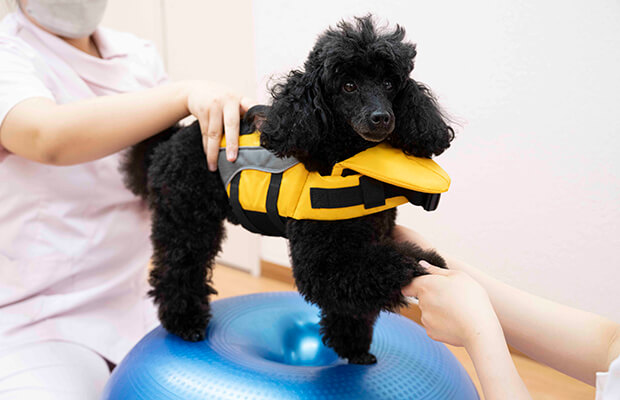 リハビリテーション体験