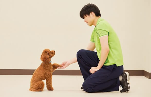 犬の訓練、しつけトレーニング