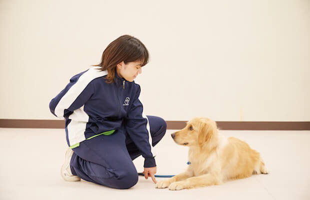 犬の訓練、しつけトレーニング