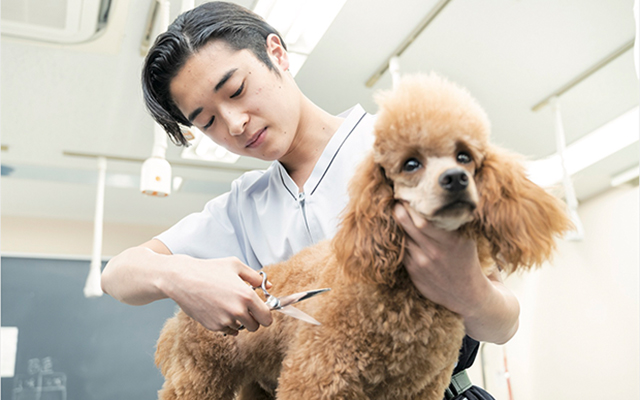 普段の動物美容実習が見学できる