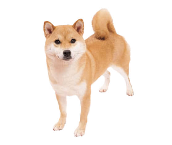 千鶴(ちづる)