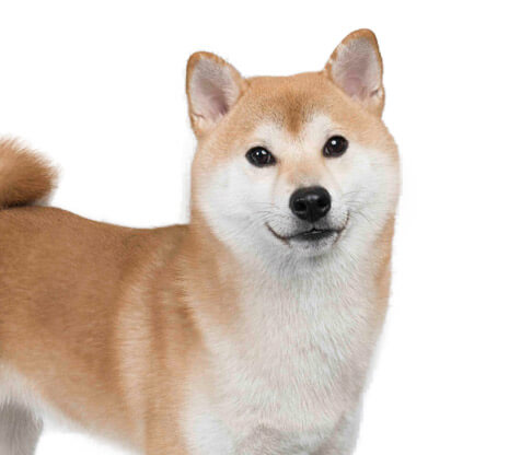 おとや