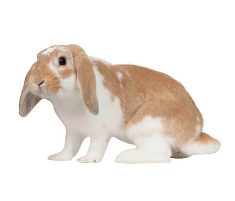 わか