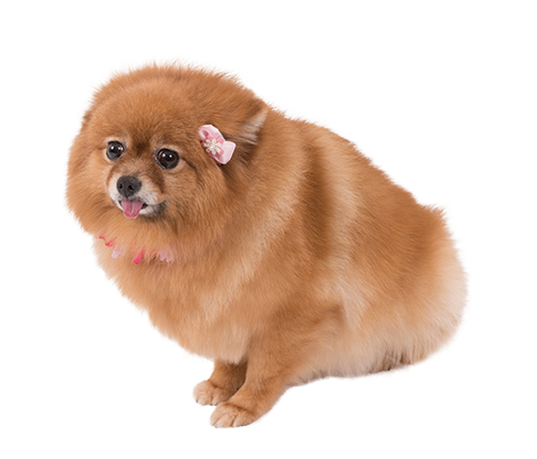 もも