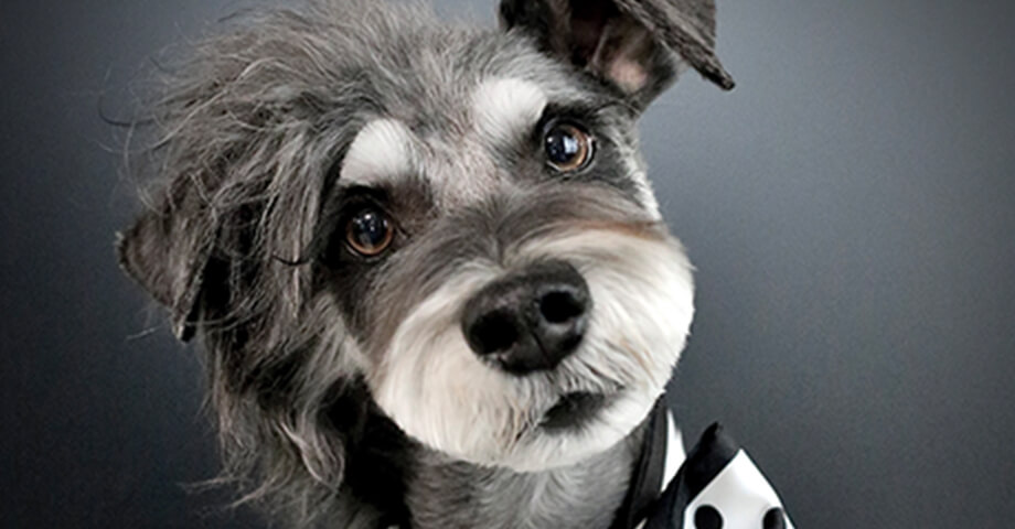 dogstyler Jxx.