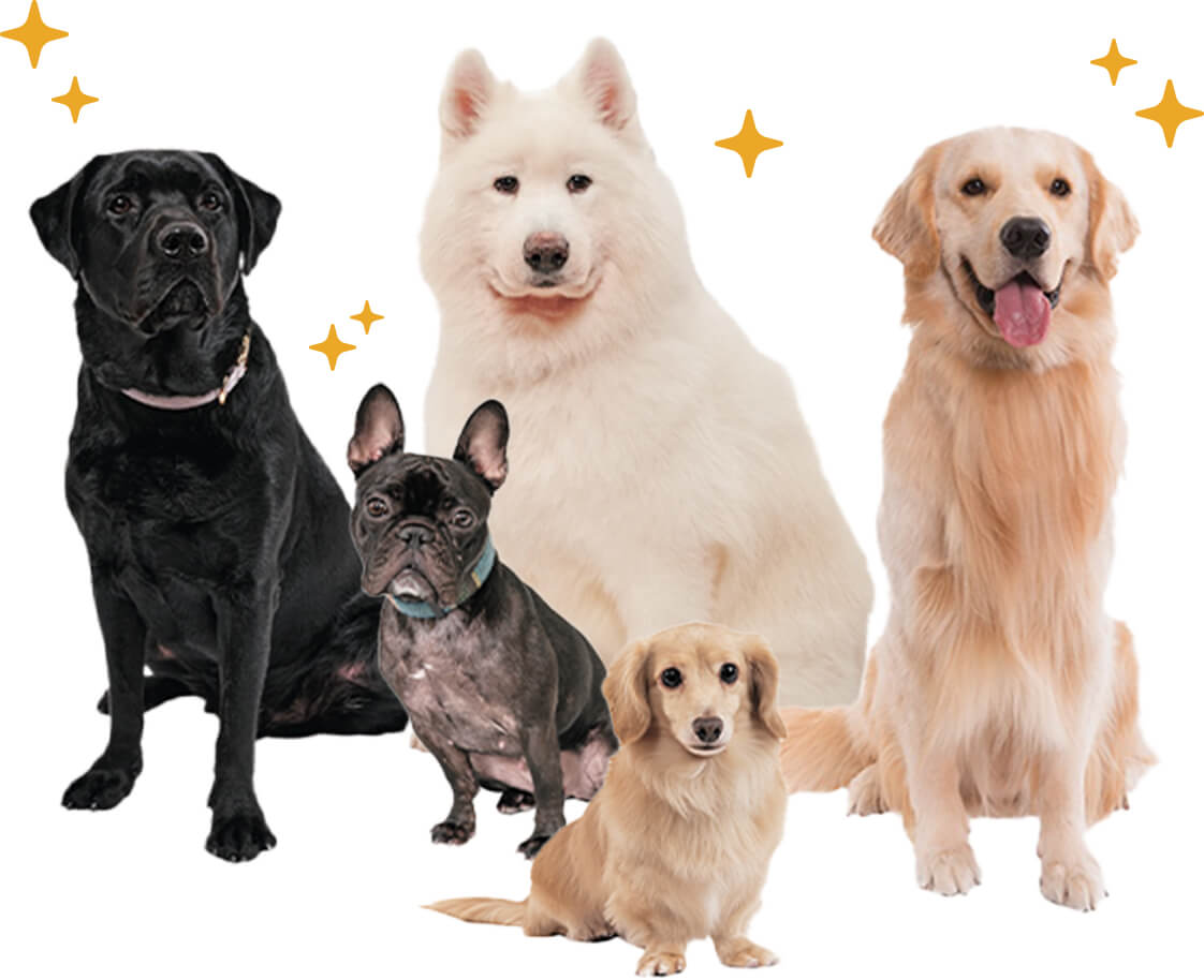 トリミングモデル犬募集