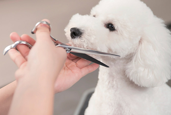 トリミングモデル犬募集