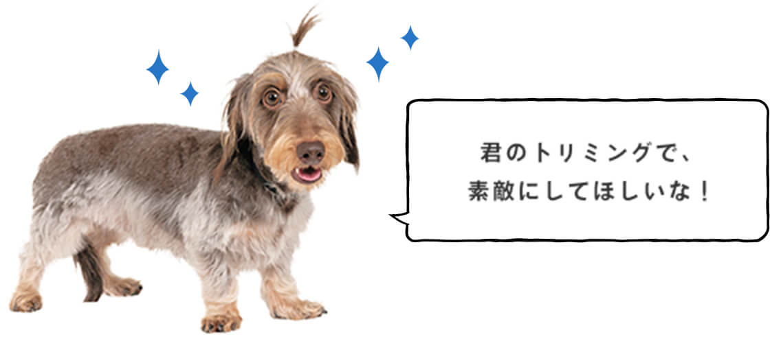 君のトリミングで、素敵にしてほしいな!