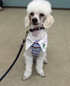共生科でヒツジさん 発見 中央動物専門学校blog