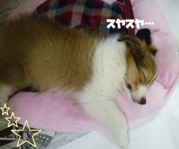 おはぎ (3) - コピー
