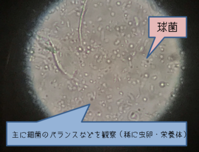 糞便検査 中央動物専門学校blog