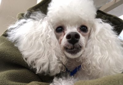 頼もしき相棒達 中央動物専門学校blog
