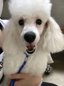 頼もしき相棒達 中央動物専門学校blog