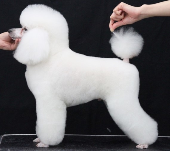 美容科2年生のラムクリップ | 中央動物専門学校BLOG