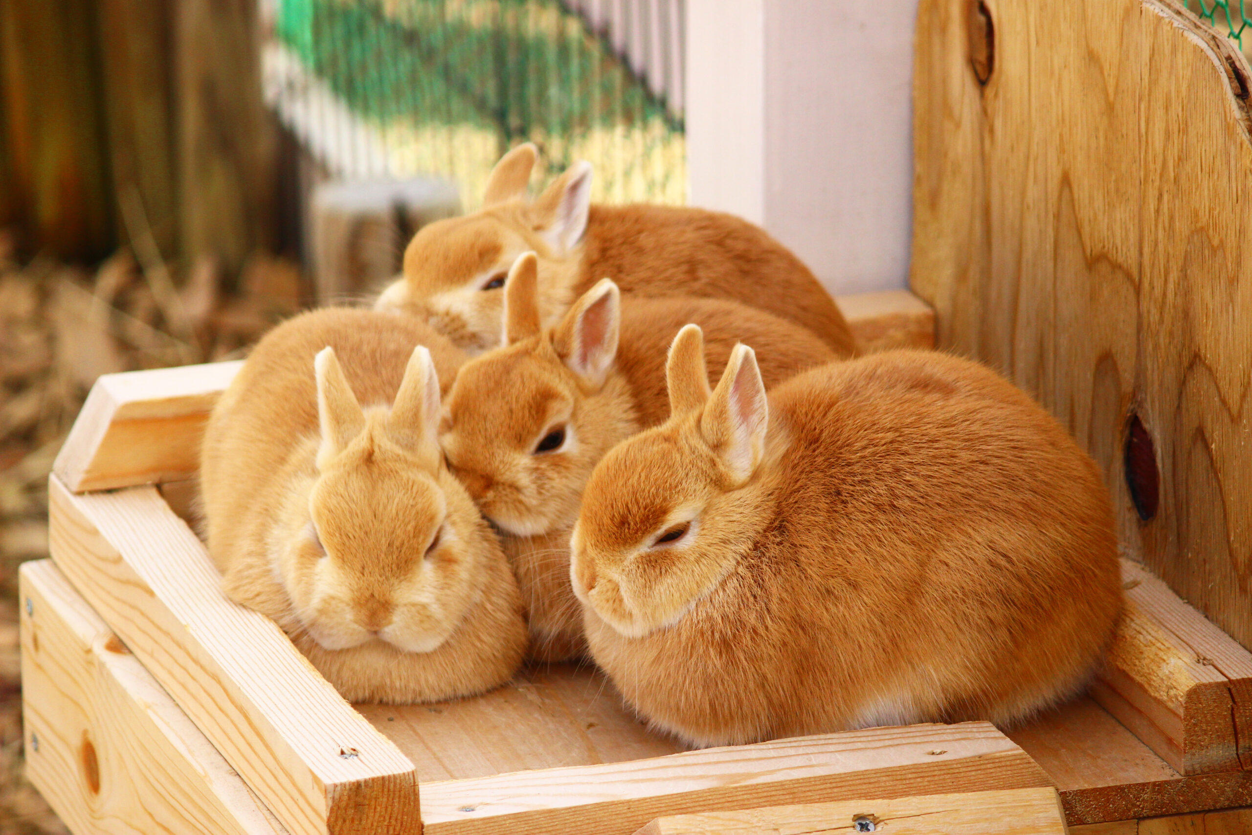 9月23日(土・祝)の体験入学(愛玩動物看護科）は「エキゾチックアニマル