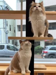 皆さんこんにちは！
先日、ソラ、アロン、レオンが帰ってしまい
寂しくなったキャットベー