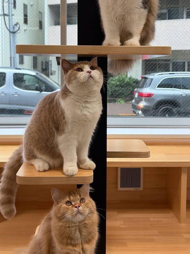 皆さんこんにちは!
先日、ソラ、アロン、レオンが帰ってしまい
寂しくなったキャットベー