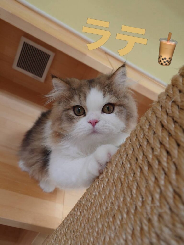 皆さんこんにちは!
先日、ソラ、アロン、レオンが帰ってしまい
寂しくなったキャットベー