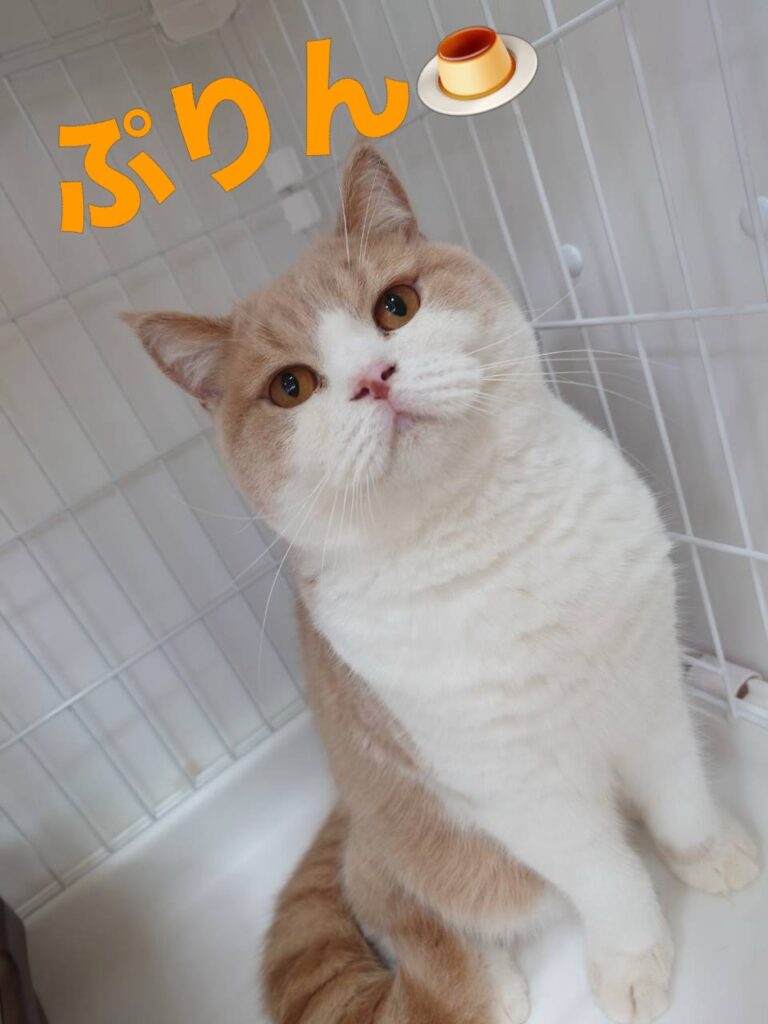 皆さんこんにちは!
先日、ソラ、アロン、レオンが帰ってしまい
寂しくなったキャットベー