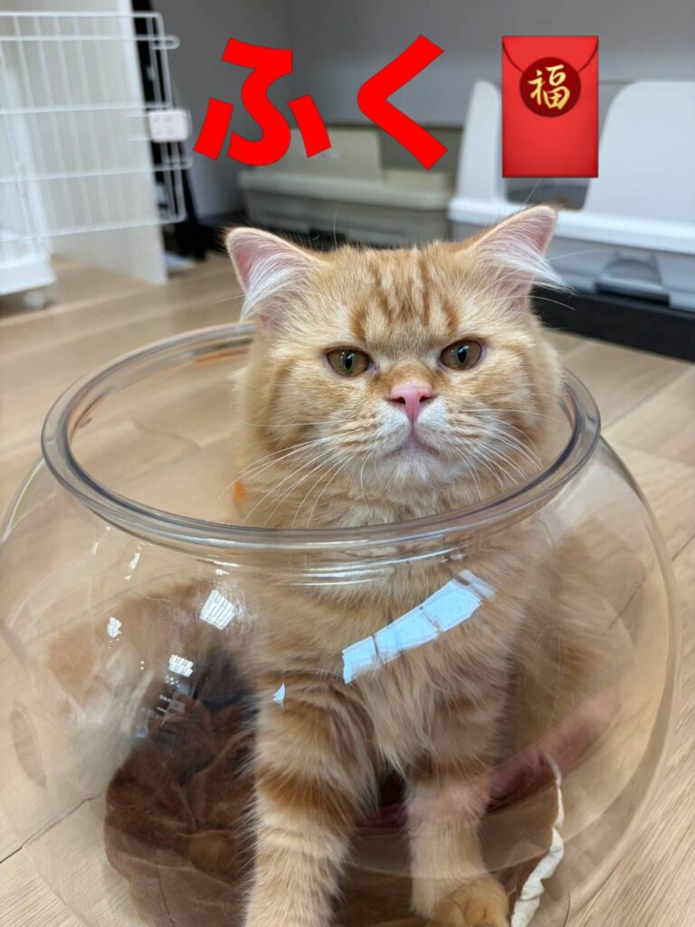 皆さんこんにちは!
先日、ソラ、アロン、レオンが帰ってしまい
寂しくなったキャットベー